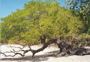 Giftbaum in der Karibik